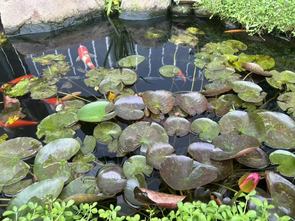 Durable EPDM geomembrane liner installed in a clear koi pond ensuring watertight seal