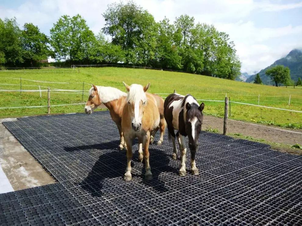 Mud-free horse paddock footing stabilized with recycled plastic ground grids for animal safety

